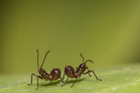macro Ant Brownの写真素材