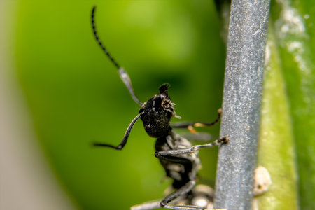 macro Ant living (soft focus)