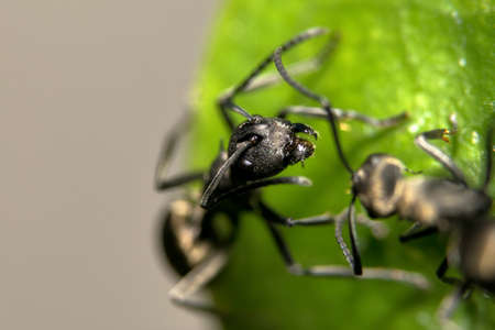 macro Ant living (soft focus)の写真素材