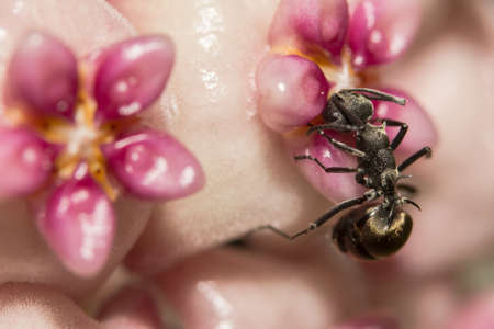 macro Ant blackの写真素材