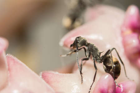 macro Ant blackの写真素材