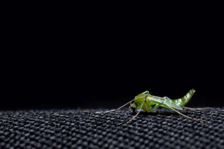 Mayfliesの写真素材