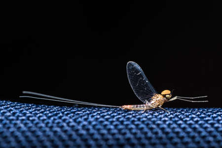 Mayfliesの写真素材