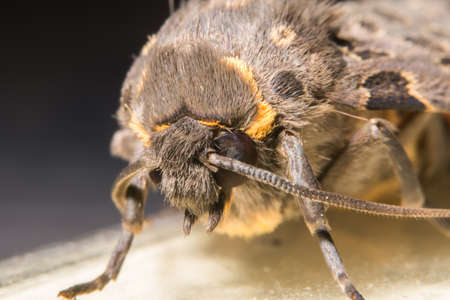 Night butterfly (Moth)の写真素材