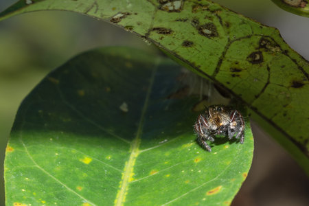 Spider eating
