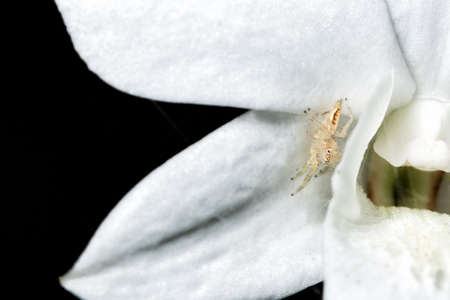 Macro spiderの写真素材