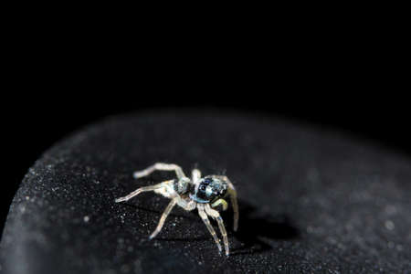 Macro spiderの写真素材