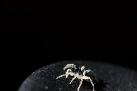 Macro spider