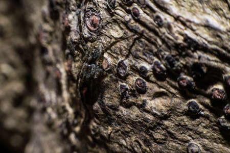 Spider Macroの写真素材