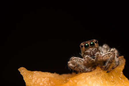 macro spider hyllusの写真素材