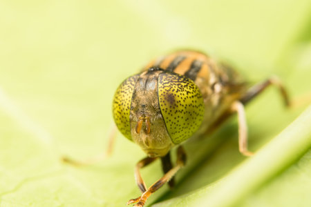 Tabanus sulcifrons yellow eyes(soft focus)の写真素材