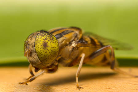 Tabanus sulcifrons yellow eyes(soft focus)の写真素材