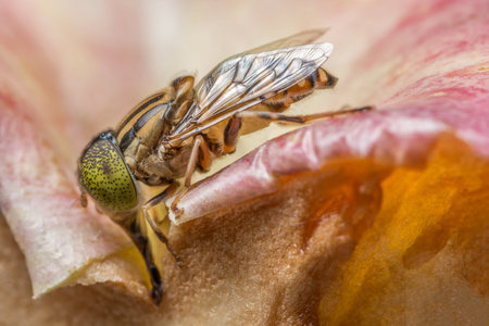 Tabanus sulcifrons yellow eyes(soft focus)