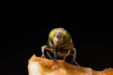 Tabanus sulcifrons yellow eyes(soft focus)の写真素材