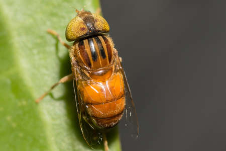 Tabanus sulcifrons yellow eyes(soft focus)の写真素材