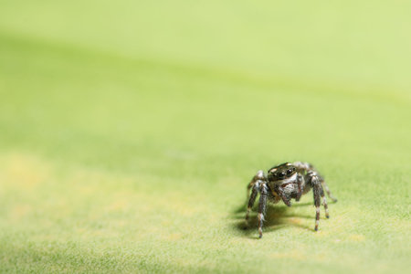 Spider macro