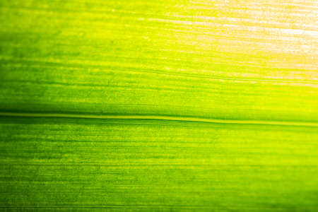 Background image of fresh green leaves.の写真素材