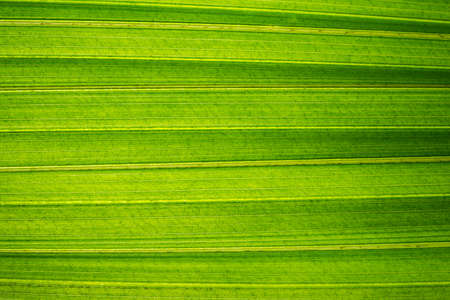 Background image of fresh green leaves.の写真素材