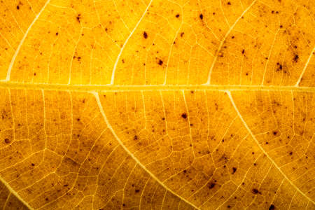 The background image of dried leaves, brown.の写真素材