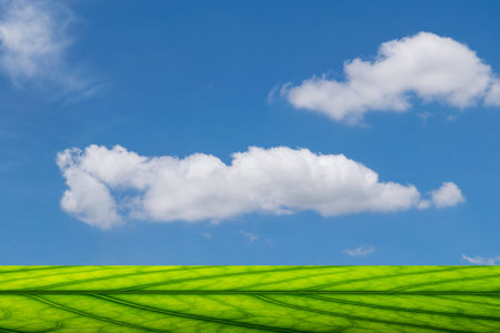 Sky scene Leaf floor