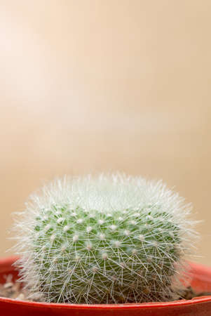 three cactus in pot on wood tableの写真素材