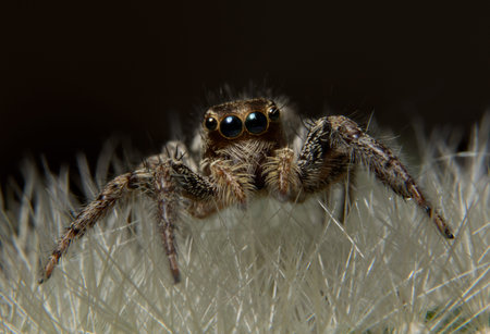 Spider on the thorns of the cactus