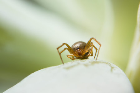 Close-ups Spider on the leaf