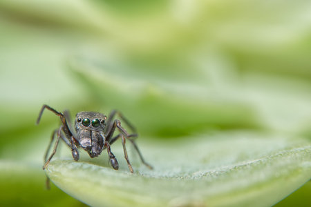Close-ups Spider on the leaf