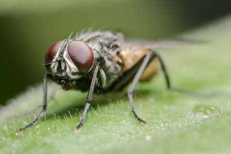 Fly on the leafの写真素材