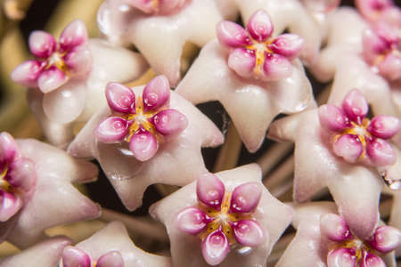 Hoya flowersの写真素材