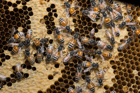 Close up picture of bee in beehive