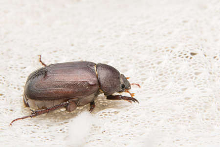 Close up photos Cockchaferの写真素材