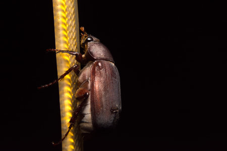 Close up photos Cockchafer