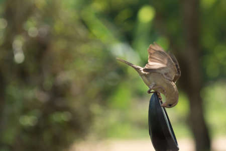 Close up photos Passer montanusの写真素材