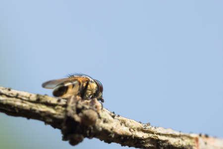 Close up photos, insects glimpseの写真素材