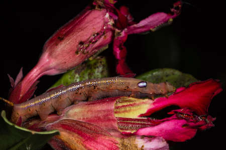Close up photos of caterpillars on flowersの写真素材