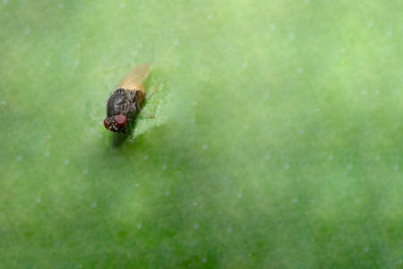 Close up photos of fruit flyの写真素材