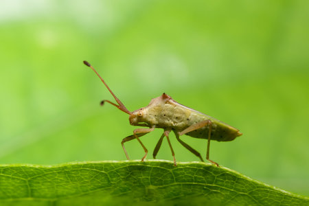 Closeup photo of brown assassin bugs on leaf