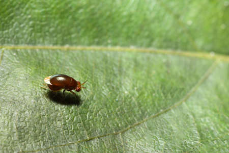 Close up photo of red cucurbit leaf beetle on leafの写真素材