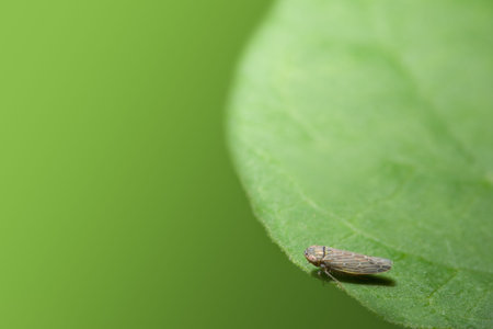Close-up photo of a brown planthopper on leaf