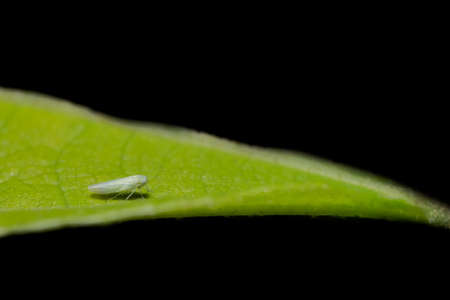 Close-up photo of a brown planthopper on leafの写真素材