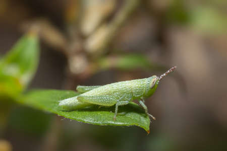 Closeup photo of brown Grasshopper on leafの写真素材