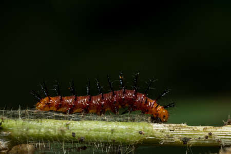 Close up photos of red caterpillarの写真素材