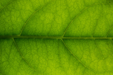 Close up photos of leaf patterns