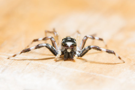 Close up photos of spider on a log