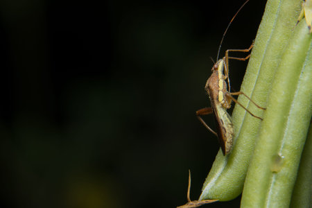 Closeup photo of brown assassin bugs on leaf