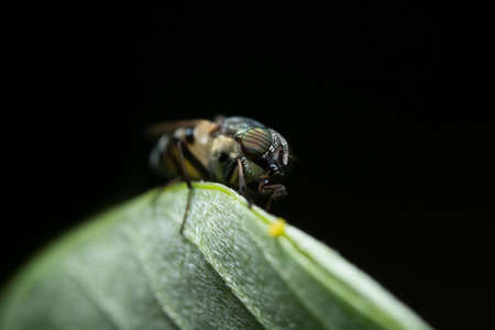 Close-up photo of fruit fly on leafの写真素材
