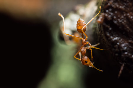 Take a close-up, the red ant on the leaf.の写真素材