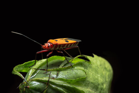 Closeup photo of red assassin bugs on leaf