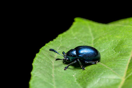 Close-ups Blue beetleの写真素材